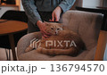 Cat grooming at home with gentle touch and calm atmosphere in the living room 136794570
