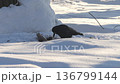 Black Crow Resting In Snow, Puffed Feathers On Icy Roadside, Minimal Movement And Occasional Open Beak 136799144