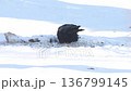 Resilient Snowy Bird. Solitary Crow Endures Harsh Winter Conditions With Quiet Strength And Patience 136799145
