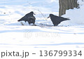 Two Crows Feeding In Snow, Pecking At Scraps On Frozen Ground, Playful Tussle And Intermittent Competition, 136799334