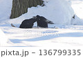 Crows Feeding In Snow, Pecking At Scraps On Frozen Ground, Playful Tussle And Intermittent Competition, 136799335