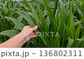 Female farmer examining green corn crops in field, closeup of hand touching plant, selective focus. A green corn leaf in the farmer's hand 136802311