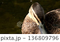 Pacific Black Duck Preening 136809796