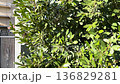 Laurus nobilis branch and leaves. Nature and background for design.  136829281
