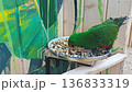 A male eclectus parrot crawls along ropes in an enclosure 136833319