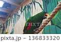 A male eclectus parrot crawls along ropes in an enclosure 136833320