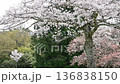 奈良公園的櫻花 136838150