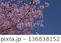 晴朗的天空和河津櫻花盛開 136838152