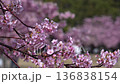 Kawazu櫻桃樹走的路 136838154