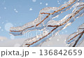 Frozen tree branches under the cold sky 136842659