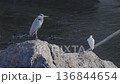 川の岩に立つアオサギ 136844654