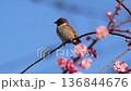 梅の花とスズメ 136844676