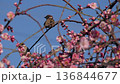 梅の花とスズメ 136844677