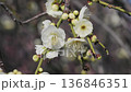 青白色の梅の花 136846351
