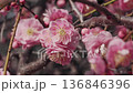 淡紅色の梅の花 136846396