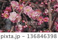 淡紅色の梅の花 136846398