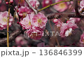 淡紅色の梅の花 136846399