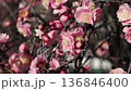 淡紅色の梅の花 136846400