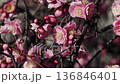 淡紅色の梅の花 136846401