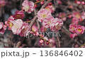淡紅色の梅の花 136846402