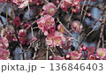 淡紅色の梅の花 136846403