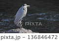 岩に立つアオサギのクローズアップ 136846472