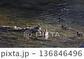 川で休む小鴨の群れ 136846496