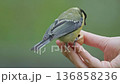 A small bird enjoys eating from a person's hand in a green forest during a calm afternoon. 136858236