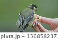 A bird moves closer to a hand holding a walnut treat in a calm and peaceful natural environment. 136858237