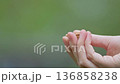 A small bird feeds from a person's hand in a peaceful natural environment surrounded by greenery and tranquility. 136858238
