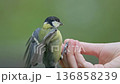 Enjoy a quiet moment as small birds come to eat seeds from a person's hand in a lush garden. 136858239