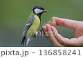 A small bird gently approaches a hand to take a nut in a calm outdoor environment, showcasing nature's beauty. 136858241