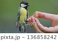 A small bird flies close to a human hand holding a walnut shell in a tranquil outdoor environment. 136858242