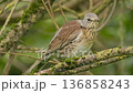 A bird rests on a mossy branch in a green forest, enjoying the warm sunlight of the afternoon. 136858243