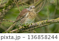 A small bird rests on a mossy branch surrounded by vibrant green leaves on a sunny day in the woods. 136858244