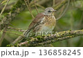Explore the beauty of nature while searching for a rare thrush in the vibrant forests of North America. 136858245