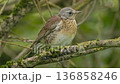 A thrush sits calmly on a branch covered with moss, surrounded by soft forest greenery and natural light. 136858246