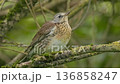 A beautiful bird rests on a moss-covered branch in a vibrant forest, showcasing its unique plumage in the sunlight. 136858247