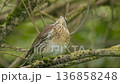 Observing a thrush enjoying its natural habitat in a vibrant green forest setting during the morning hours. 136858248