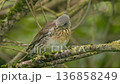 Nature lovers observe a thrush resting on a moss-covered branch in a vibrant forest during a sunny afternoon. 136858249