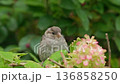 A young sparrow sits quietly on flowers, exploring its surroundings in a lush garden setting. 136858250