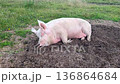 Pig resting on dirt in a sunny field during the afternoon at a farm, rescued vegetarianism 136864684
