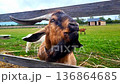Goat eats green treat in open field with wooden fence and other goats nearby 136864685
