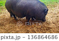 Pig digs in the dirt at a farm during a sunny day exploring its outdoor space, rescued vegetarians 136864686