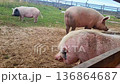 Farm animals roam in the field on a cloudy day with rescued vegetarians pigs walking around and exploring the grassy area 136864687