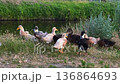 Ducks gather by the water in a grassy area near a canal in bright daylight 136864693