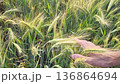 Wheat field observation with close view of grain development and hand interaction. A person touches the tall wheat plants 136864694