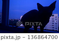View from a window at dusk with a sphinx cat silhouette watching the city buildings 136864700
