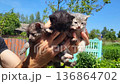 Cat lovers gather to enjoy playful kittens in sunny backyard setting in summer 136864702