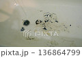 Old rusty bathtub with peeling paint. Drain hole in bathroom and jet of flowing water from faucet. Bathroom hole and flowing water. Running water in old shabby bathtub Stream running water from tap. 136864799